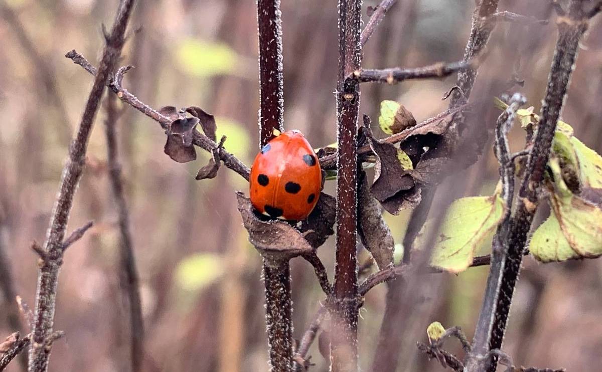 A native seven-spot ladybird on a twig