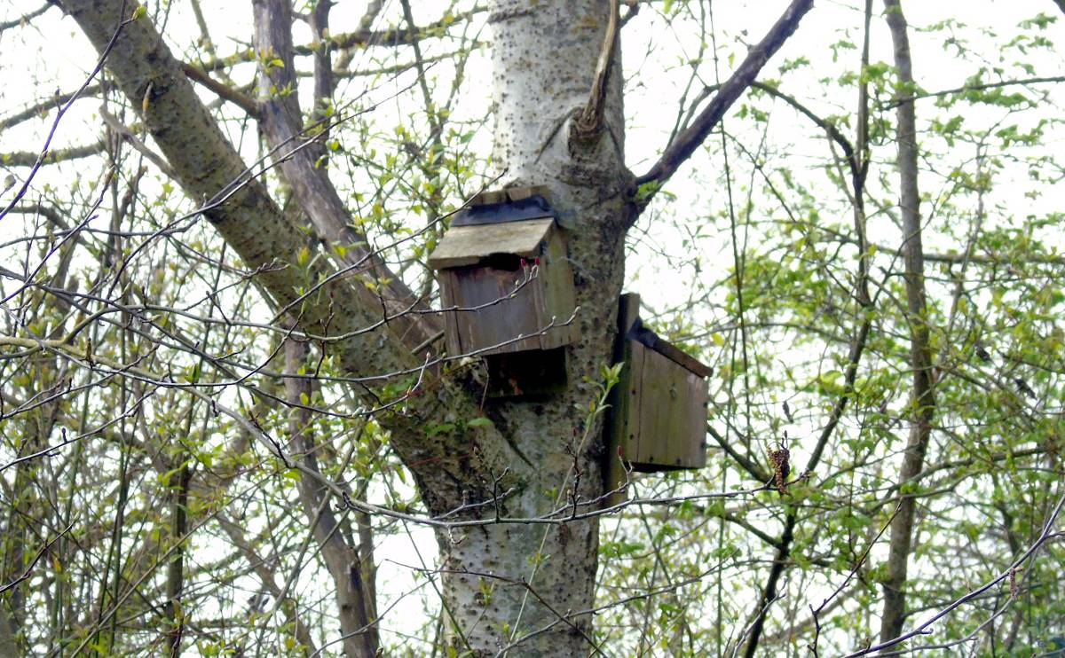 Two nesting boxes among the boughs of a tree, with other tree canopies in the background