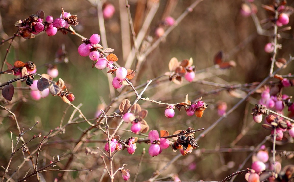 A close-up of a mature hedgerow